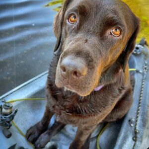 Chocolate labrador sitting comfortably on a viking espri kayak