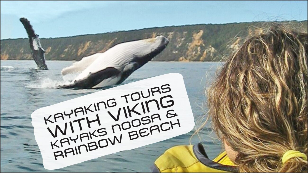 Whale breaching during a Viking Kayak tour at Rainbow Beach