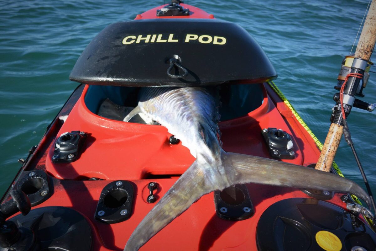 Chill pod with a good size spanish mackerel on a viking profish reload